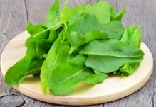 Щавель: польза и вред